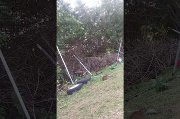 The cute bunny🐰🐰🐰🐰