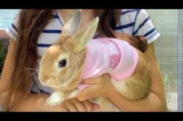 Cute Rabbits - My Pet Bunny - Funny Rabbit Videos - Cute Bunny Rabbits - Funny Rabbits Surprise