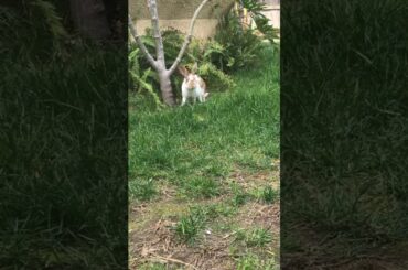 bunny exploring nature super cute