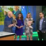 Nat Geo WILD’s “The Incredible Dr. Pol” brings baby lamb, rabbit and more to Good Day LA -New