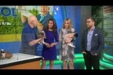 Nat Geo WILD’s “The Incredible Dr. Pol” brings baby lamb, rabbit and more to Good Day LA -New