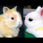 RABBITS – Cute Baby Bunnies – Funny Rabbit Videos – Funny Baby Videos Surprise