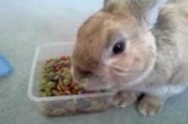 Cute rabbit eats treats