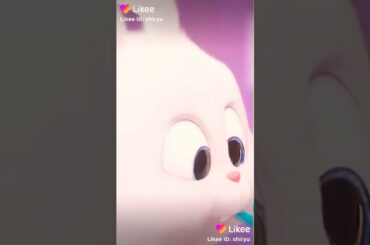 Cute Rabbit - Senorita🐇🐰