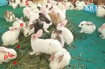 cute rabbit videos by farming