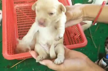 Rabbit Smart and Cute Funny Baby Bunny Rabbit Videos Compilation Cute Rabbits Episode 13