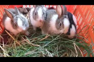 My Cute Baby Bunnies Video, Cute Rabbit Video