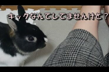 【ミニウサギぐりむ】遊びのついでにうさキックされた【子うさぎ】