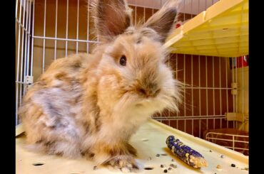 超愛玉米的獅子兔/Cute Lionhead Rabbit loves corn