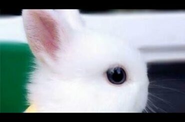 Funny Baby Bunny Rabbit Videos  Cute Rabbits Compilation