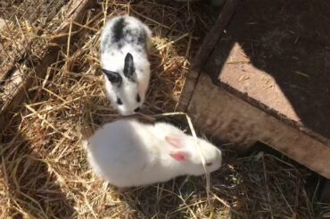 Cute new baby bunnies