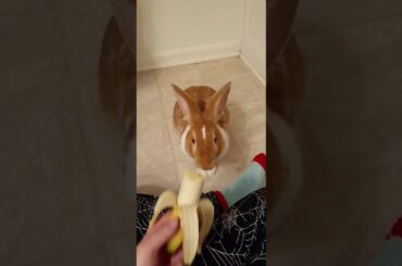 Cute bunny eating a banana