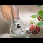 Funny Rabbit And Cute Bunny Videos Compilation play and eating animals 🍑🥭🍌