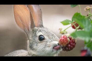 Funny Rabbit And Cute Bunny Videos Compilation play and eating animals 🍑🥭🍌