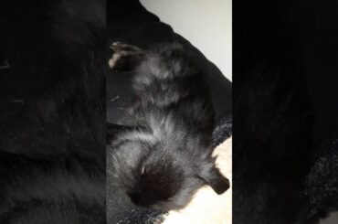 Baby bunny sleeping on my bed - Can't help falling in love with you - coniglietto dorme sul letto