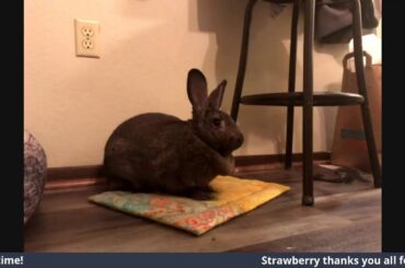 Sat Night Bunny Cam