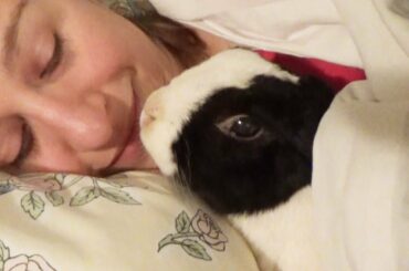 Rabbit Sleeping with Owner