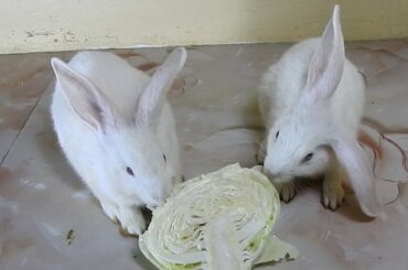 The Cutest Rabbits PoyPoy & PomPom eat Cabbage