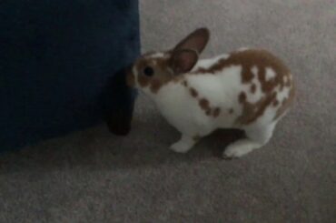 Chip the mini Rex rabbit playing with me|Week33