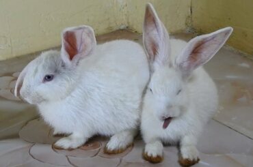 The Cutest Rabbits PoyPoy & PomPom thinking about food