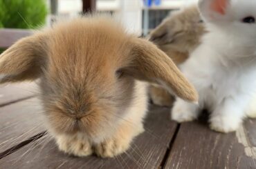 1 Aylık Hollanda Lop Tavşanı Yavruları (dutch lop bunny puppies)