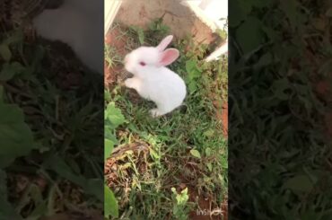 Baby bunnies playing