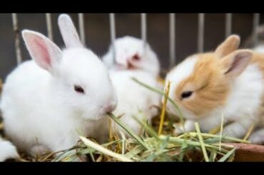 Rabbit children's cute children's of rabbits