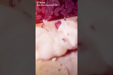 Moto song😘😘tik tok video#cuterabbit