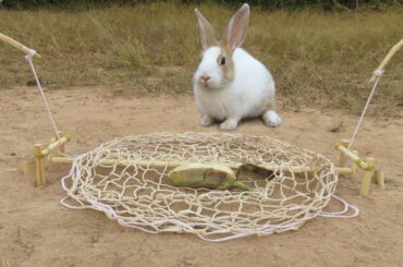 Easy Wild Rabbit Trap Build From Nets With Wood - Fantastic Rabbit Trap Technology