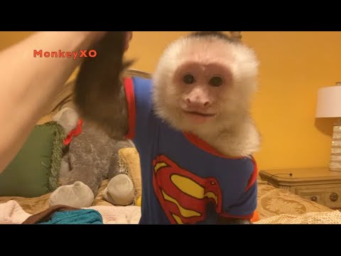 Capuchin Monkey Models ONESIE! SUPER CUTE!!