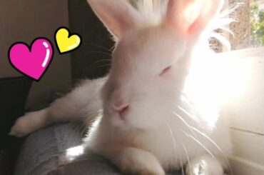 Conejito Lindo Tomando el Sol, Cute and Funny BUNNIES 🐰🐇