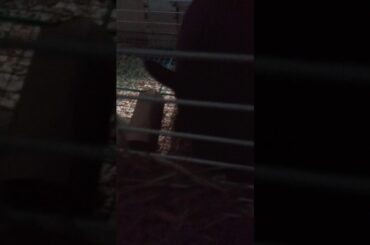 I have a black and evil and cute bunny😲😲😲😲😲😲😲😲