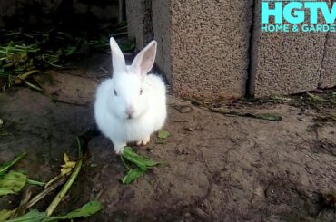 Funny Baby Bunny Rabbit Videos Compilation - Cute Rabbits || Cute baby animals Videos