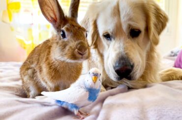 It is impossible to Believe! Dog, Rabbit and Budgie Together on my Bed