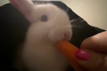 Cute bunny eating carrot/video 1