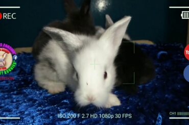 5 Cute Baby Bunnies Day 21 (DOB: February 21, 2020) - Bongskie Rabbitry Cebu - Bisdak Edition