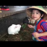 Cute Friendship Babies and Rabbits    Baby and Bunny Rabbit playing together Compilation