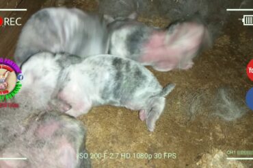 5 Cute Baby Bunnies Day 4 (DOB: March 8, 2020) - Bongskie Rabbitry Cebu - Bisdak Edition