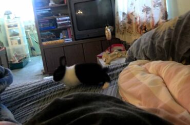 Cute baby dutch dwarf rabbit