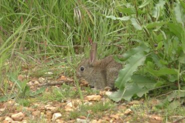 good Cute Baby rabbit RSPB Snettisham Norfolk 29May18 341p