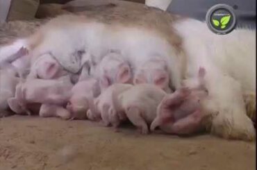 Rabbit Farming, Cute Rabbit Baby, RabbitFarminginIndia