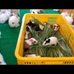 cute rabbit baby activity | rabbit farming