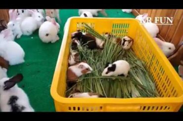 cute rabbit baby activity | rabbit farming
