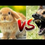 Rabbit vs dog , wow! cute rabbit so lovely, pet animls. 兔子, Thỏ, กระต่าย, Lapins, 토끼들, うさぎ, الأرانب,