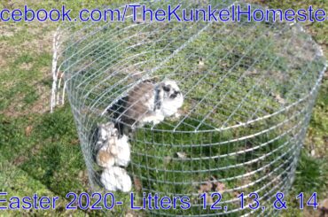 17 baby bunnies playing in the grass! (4K)