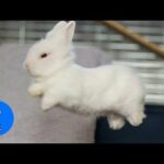 Baby Bunny Rabbits Binky - CUTEST Compilation Daily