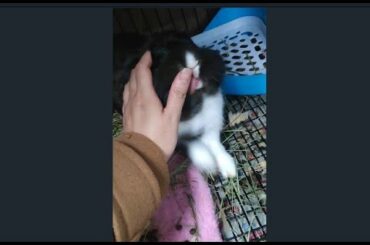 Cute Bunny Loves Face/Cheek Rubs