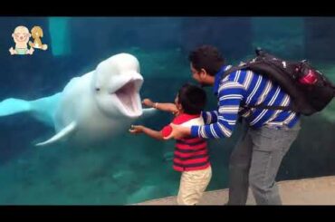 Babies & Kids have fun time at the Aquarium   Cute Babies and Pets Compilation