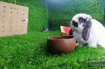 Daily Life Rabbit (Jenny) Today is 73 days old Smart cute cute HD  720p