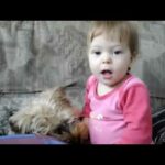 Funny and Cute Yorkie Dog and Babies Videos    Dog and Baby Compilation